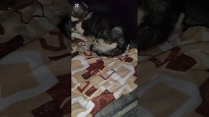 Забрала Василису и Снежка из клиники, по дороге спасла котёнка