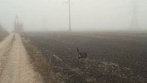 Синий туман, похож на обман. #туман