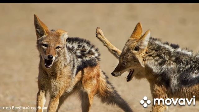 МЕДВЕДЬ и шакалы.