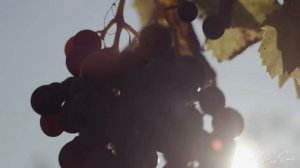 Август. Цикл 12 месяцев