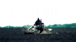 ProPhyto Energy Boost!