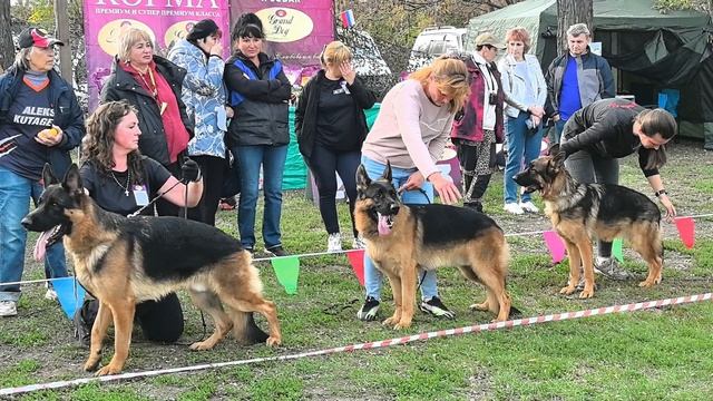 ЮНИОРЫ КОБЕЛИ / КЧК РОСТОВ-НА-ДОНУ 19 октября`25 Е.Пудеев Моно немецких овчарок