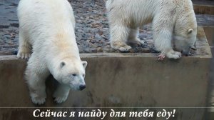 Медвежата Белка и Стрелка продолжают веселиться сами и развлекать зрителей!