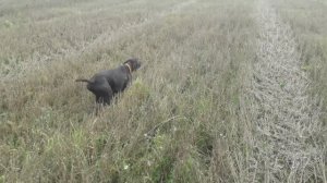 20251023_Охота на перепела в Тульской