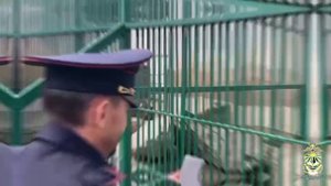 Подержать в руках львенка.