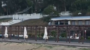Чайки против ветра