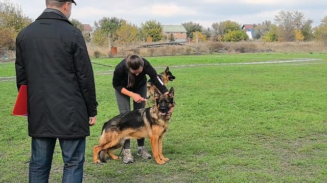 ЮНИОРЫ КОБЕЛИ / КЧК РОСТОВ-НА-ДОНУ 19 октября`25 Е.Пудеев Моно немецких овчарок