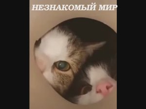 Незнакомый мир