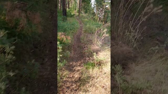 Прогулка по лесу в пос.Молодежный