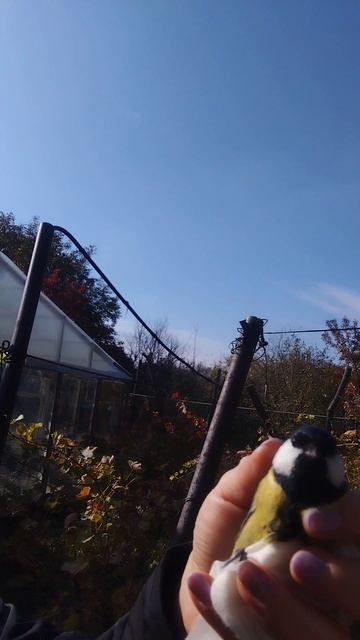 Лучше Синица в Руках! Приятная встреча 🐦⬛😊 смотреть онлайн