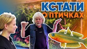 Аквариумные истории из ЭКЗОМЕНЮ (24.10.2025). Кстати о птичках.