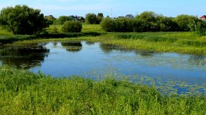 Летний день в лугах