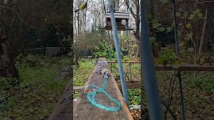 2025-10-24  Кормим синиц на даче. Я разглядела большую синицу и хохлатую.