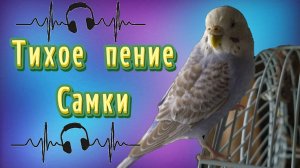 КАК ТИХО ПОЕТ САМКА ПОПУГАЯ?! ПЕНИЕ САМКИ ВОЛНИСТОГО ПОПУГАЯ. ТИХОЕ ПЕНИЕ САМКИ ПОПУГАЯ