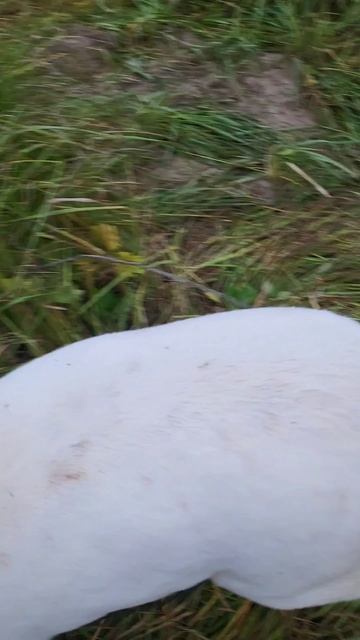 rutube.ru
