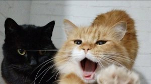 Чижик и Нюрка.