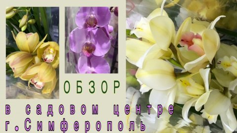 СЦ «Орхидея» очень быстрый обзор. Орхидей мало в этот раз