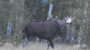 Трофейный самец лося. Гон лосей.