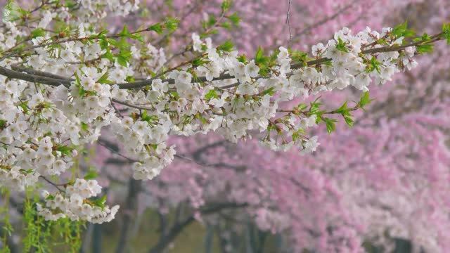 ВОССТАНОВЛЕНИЕ НЕРВНОЙ СИСТЕМЫ 🌿 Нежная музыка, успокаивает нервную систему и радует душу #29