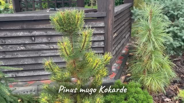 Pinus mugo Kokarde