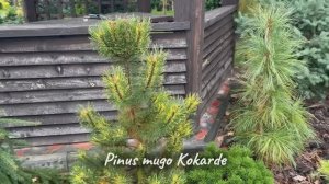 Pinus mugo Kokarde