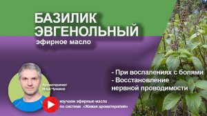 Базилик эвгенольный - особенные свойства