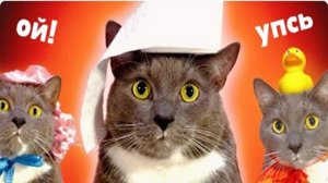 ЕСЛИ БЫ КОТИКИ ХОДИЛИ В ШКОЛУ - БУМАЖКИН [kotiynet]