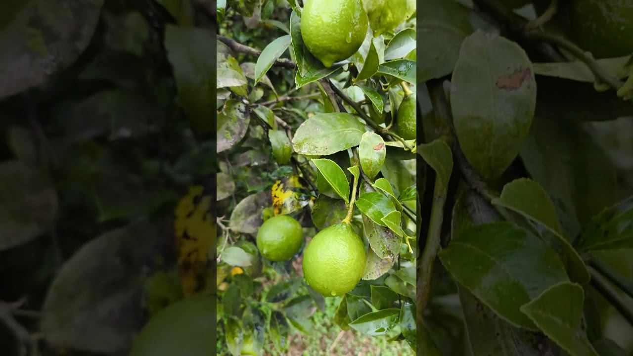 Лимоны цветут