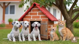 Как котики собачкам домик строили
