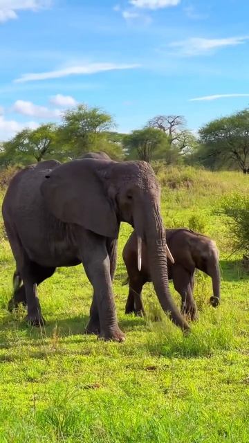 Остров Занзибар смотреть онлайн