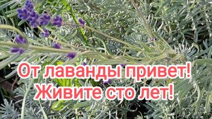 От лаванды привет! Живите сто лет!