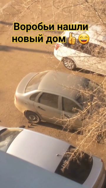 Воробьи нашли новый и где в колёсах 👍😁😁#птицы смотреть онлайн