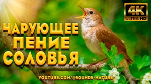 Божественно - Чарующее Пение Соловья Исцелит Вашу Душу! А Звуки Природы Подарят Спокойствие.