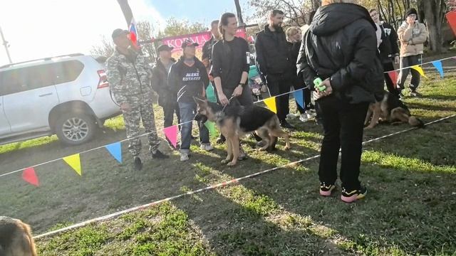 МОЛОДЫЕ СУКИ / КЧК РОСТОВ-НА-ДОНУ 19 октября`25 Е.Пудеев Моно немецких овчарок