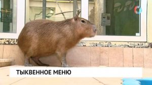 Тыквенное меню