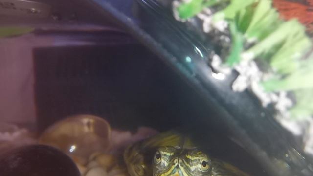 Архив. Черепашка красноухая Манго!