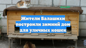 Жители Балашихи построили зимний дом для уличных кошек