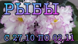 РЫБЫ таро прогноз на неделю с 27 ОКТЯБРЯ по 2 НОЯБРЯ 2025 года.