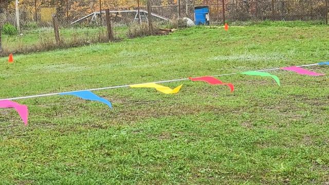 1 Отл. КЧК OLIMPIYA s Family's Friver +++ №43. РОСТОВ-НА-ДОНУ 19 октября`25 Моно немецких овчарок