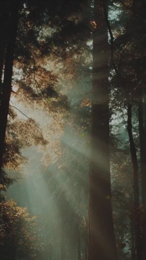 Песня "Лети, Душа моя" написана для пробуждения. Всем желаем Света и Добра!!!