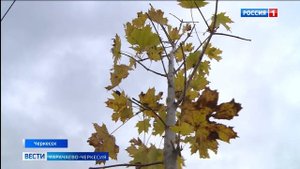 Что общего у нового микрорайона Черкесска и молодых кленов?