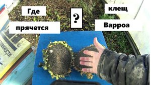 Где прячется клещ Варроа ?