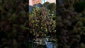 ГЕА-Я Подарю Вам Ландыши, Optimara Neverfloris, ЛЕ-Ландыши - сорта сенсации, актуальность которых