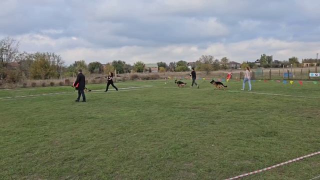 ЮНИОРЫ КОБЕЛИ / КЧК РОСТОВ-НА-ДОНУ 19 октября`25 Е.Пудеев Моно немецких овчарок