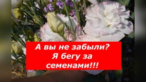 Ноябрь - лучший месяц для посева Эустомы на рассаду!