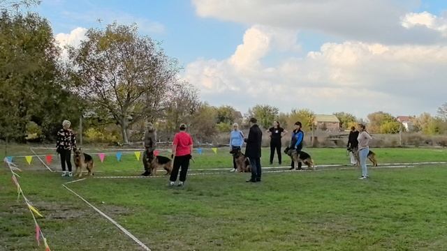 РАБОЧИЙ КОБЕЛИ / КЧК РОСТОВ-НА-ДОНУ 19 октября`25 Е.Пудеев Моно немецких овчарок