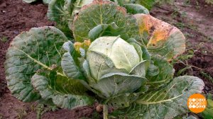 Капуста: поздняя, зато вкусная! Доброе утро. Фрагмент выпуска от 24.10.2025