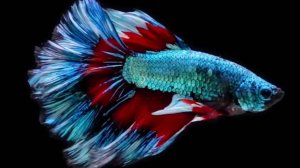 Почему рыбка-петушок имеет такое название?