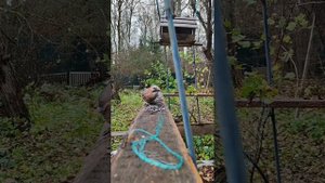 2025-10-24 Мукбанг  сойки у нас на даче.