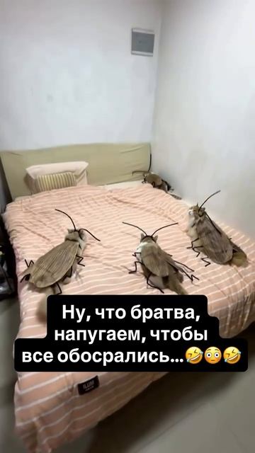 #животные #собаки #кошки #котята #природа #смешные ролики #приколы#music #subscribe #юмор #смешнови